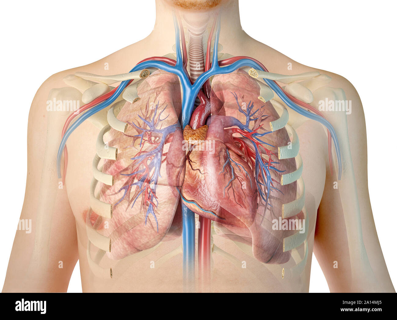 Human heart with vessels, lungs, bronchial tree and cut rib cage Stock  Photo - Alamy