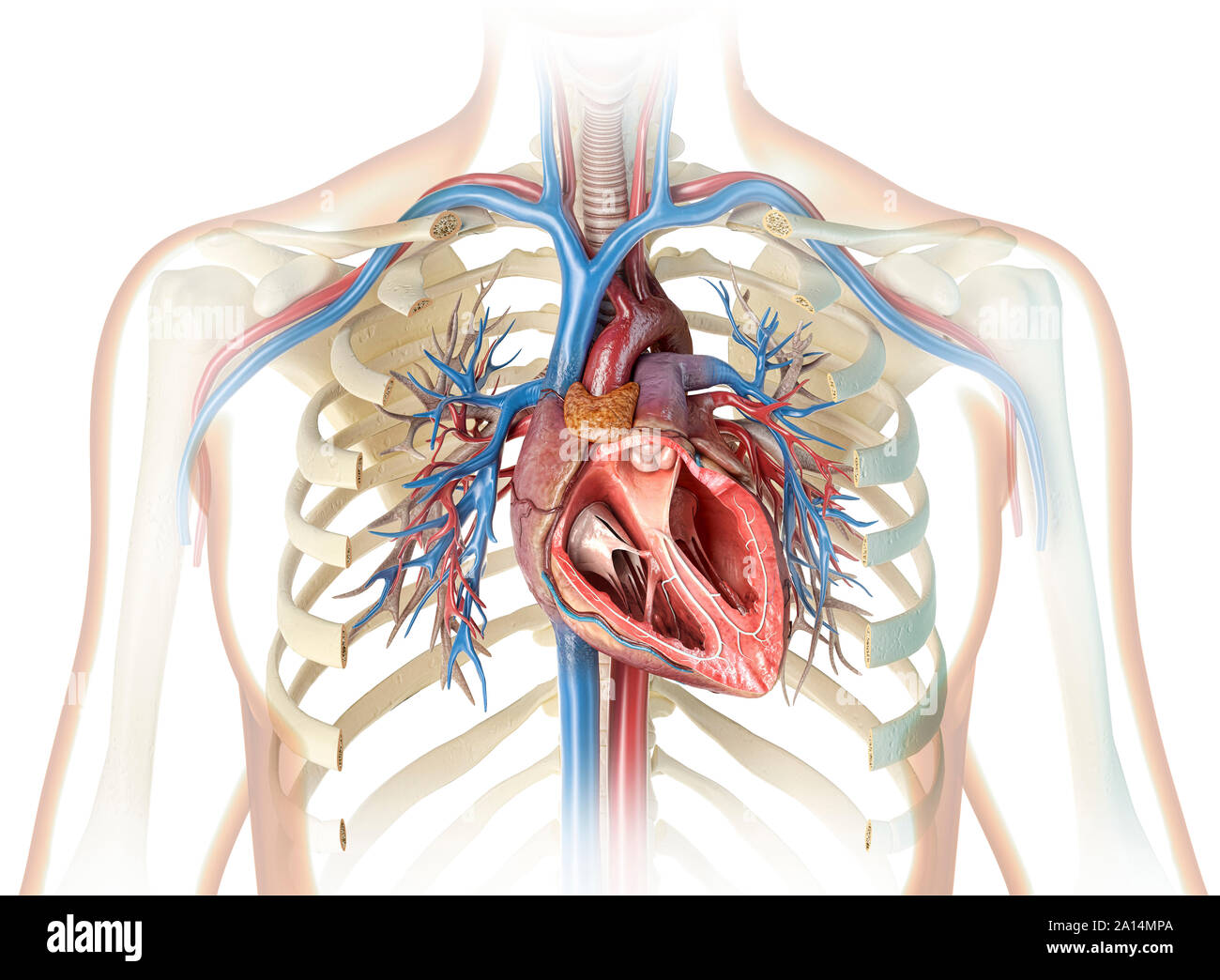 Human heart cross-section with vessels, bronchial tree and cut rib cage. Stock Photo