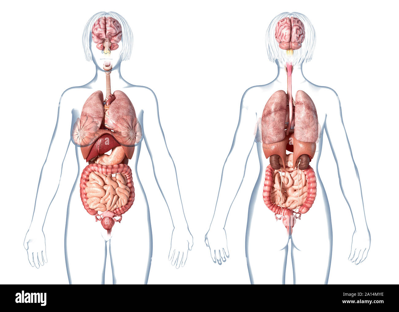 female human body parts diagram