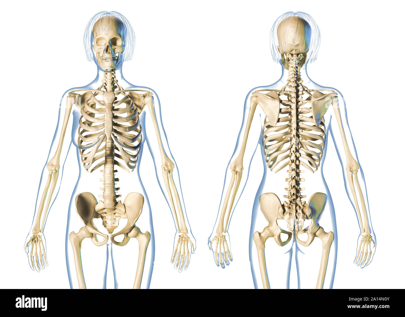 Female skeletal system front and rear views, on white background. Stock Photo
