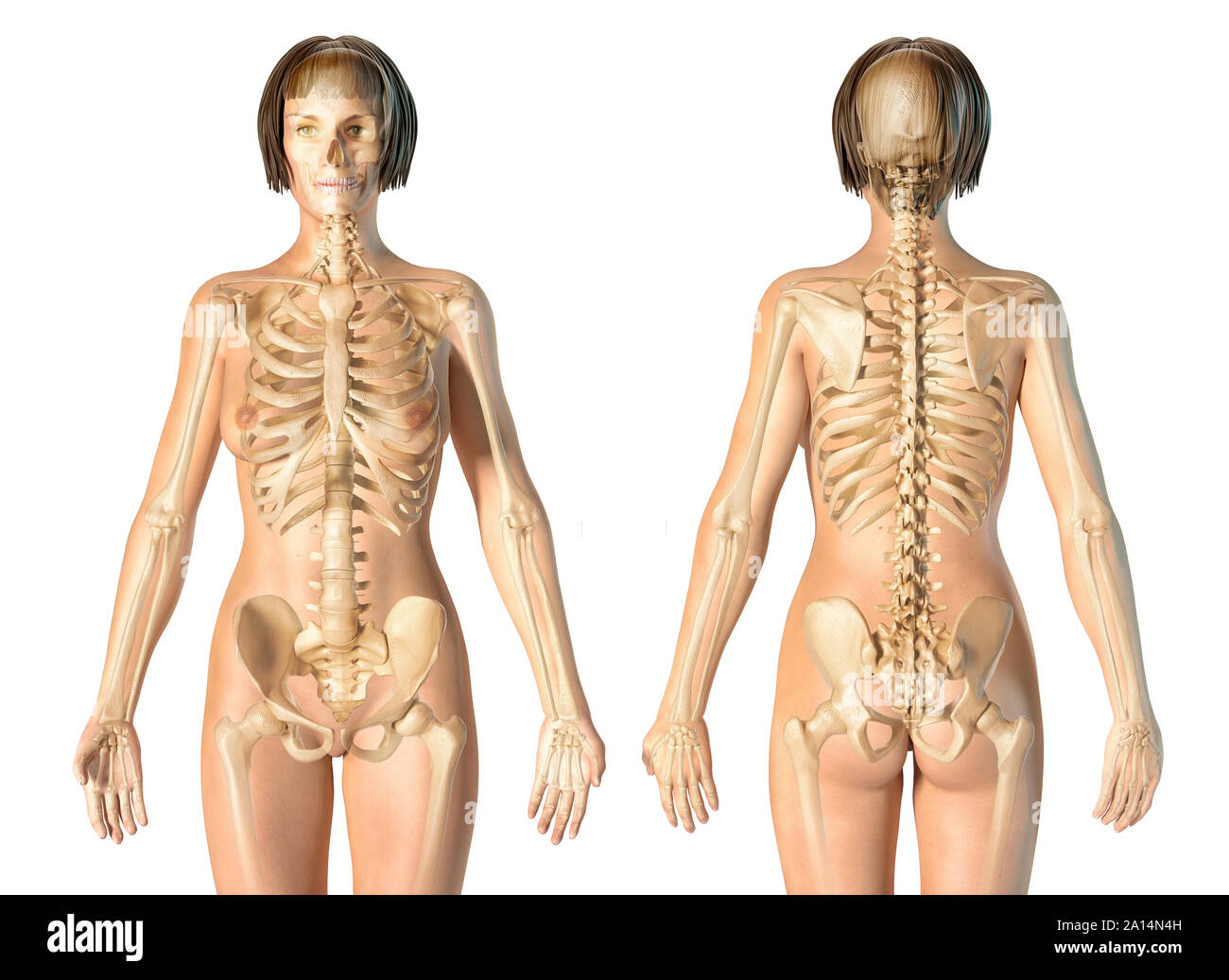 Female skeletal system, front and rear views, on white background. Stock Photo