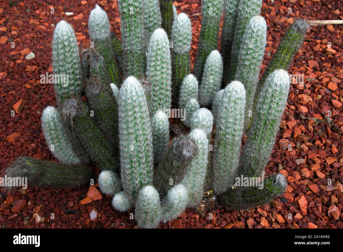 Sydney Australia, furry touch cactus in garden on a rainy day Stock Photo