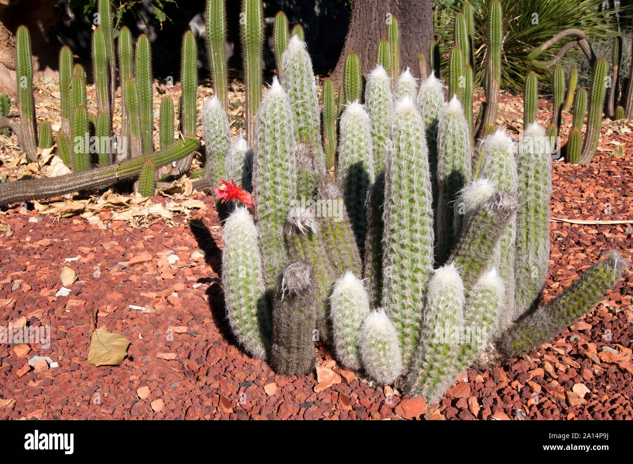 Sydney Australia, flowering touch cactus in garden Stock Photo