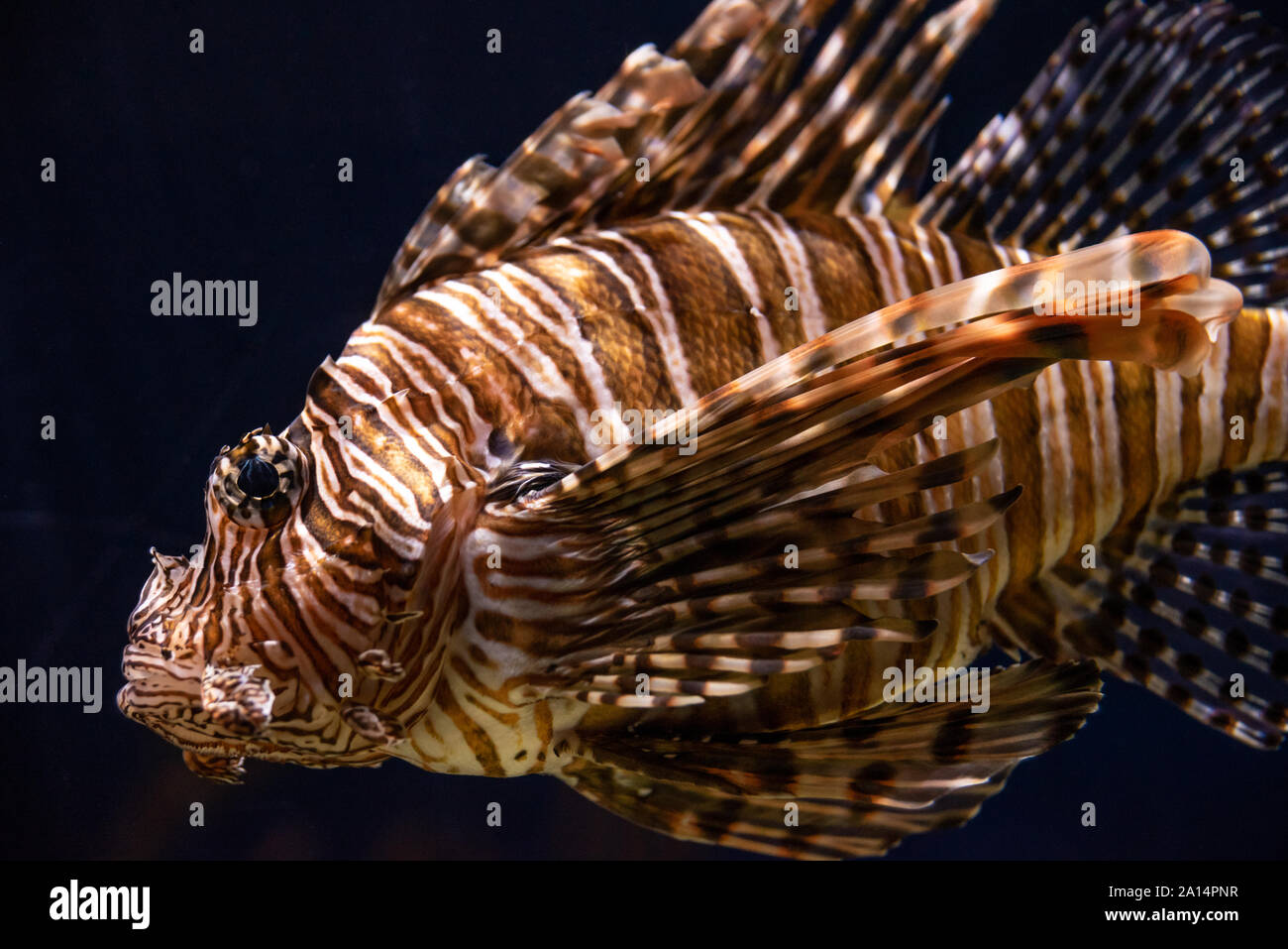 Red lionfish (Pterois volitans) at the Georgia Aquarium in downtown Atlanta, Georgia. (USA) Stock Photo