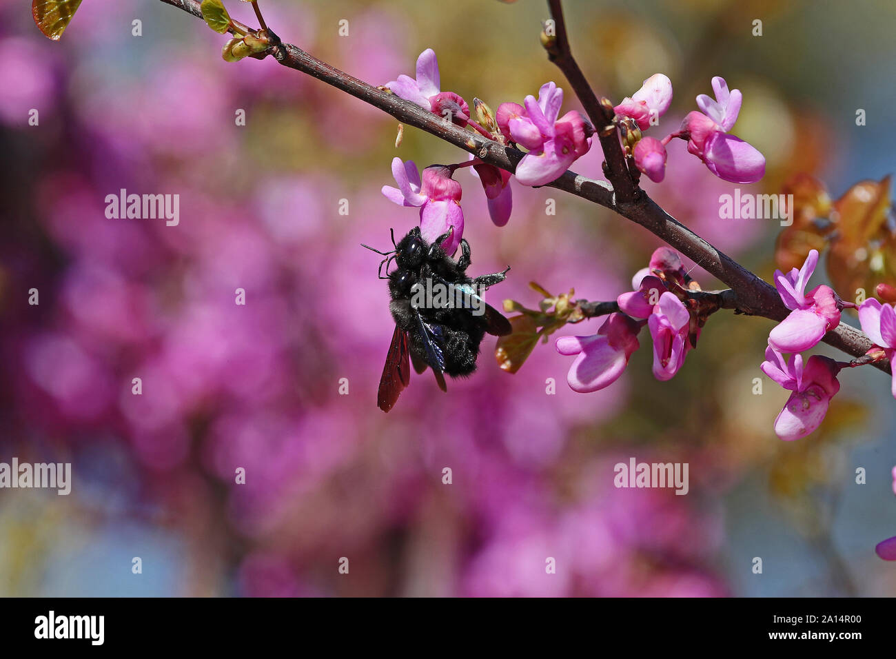 Carpenter bee mating hires stock photography and images Alamy