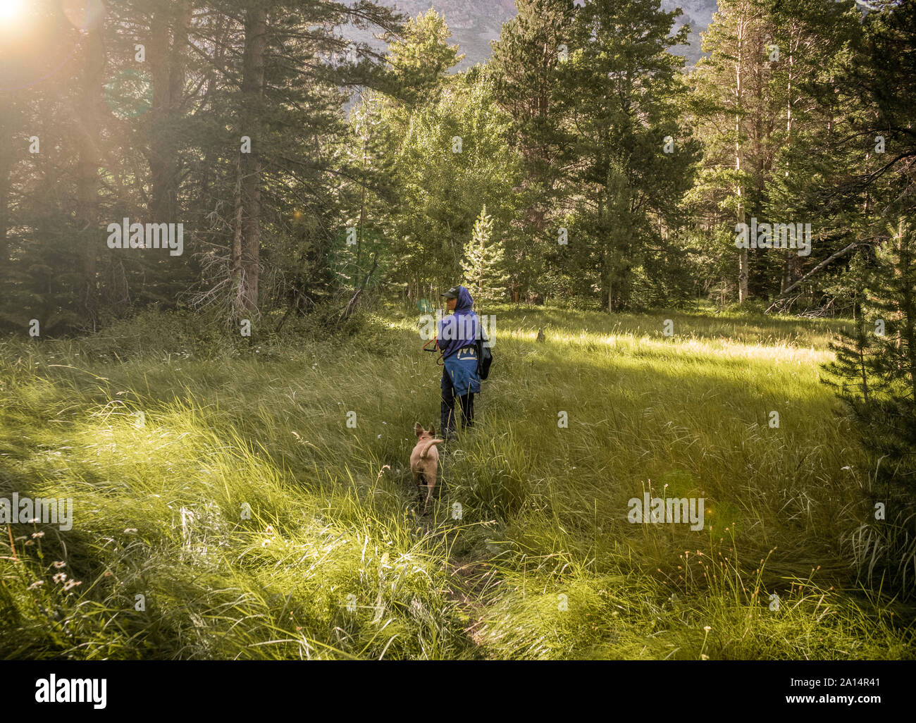 Woman and dog hiking in meadows Stock Photo