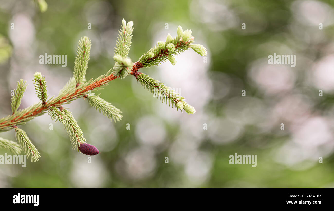 Branch green background hi-res stock photography and images - Alamy