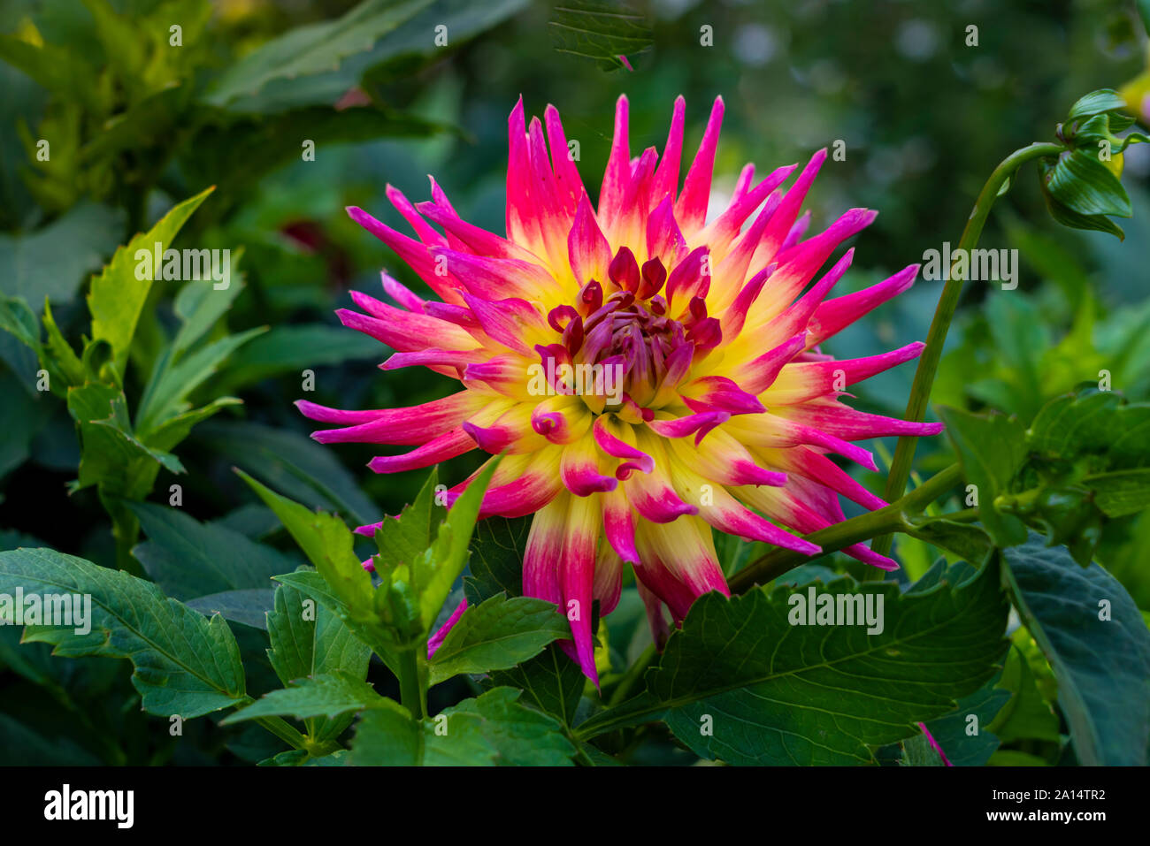 Closeup of a Dahlia flower in the English Gardens of the Assiniboine Park in Winnipeg, Manitoba, Canada. Stock Photo