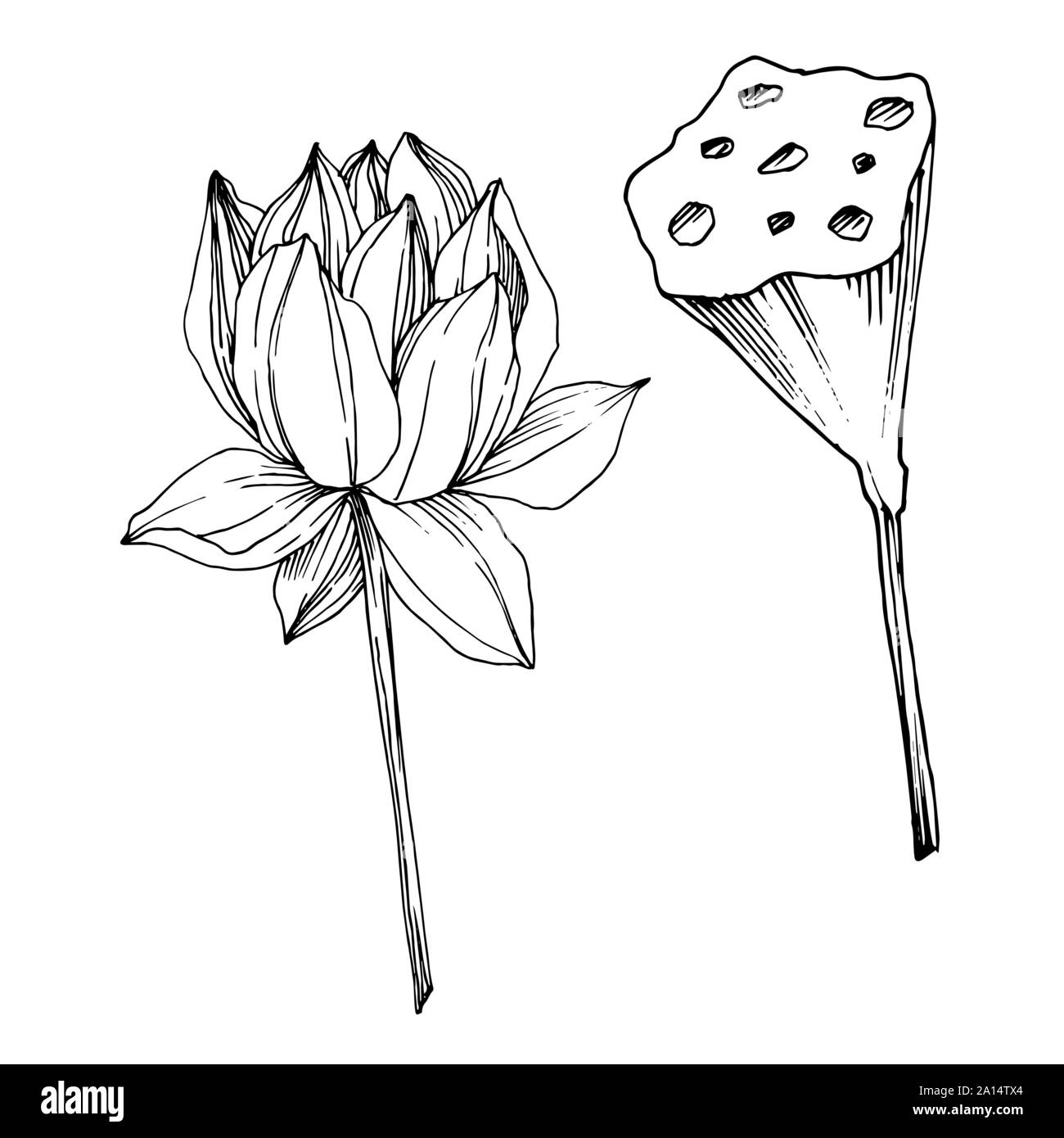 Vector Lotus floral botanical flower. Black and white engraved ink art