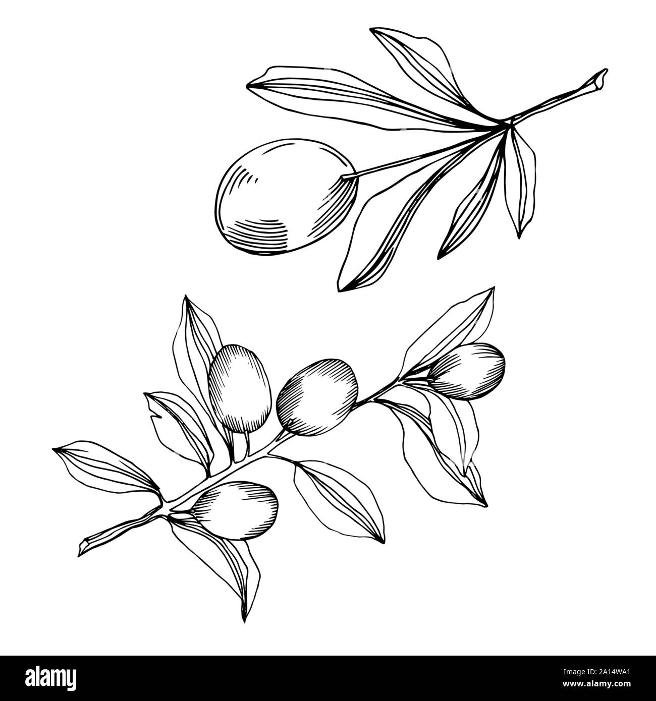 Vector Olive branch with fruit. Black and white engraved ink art ...