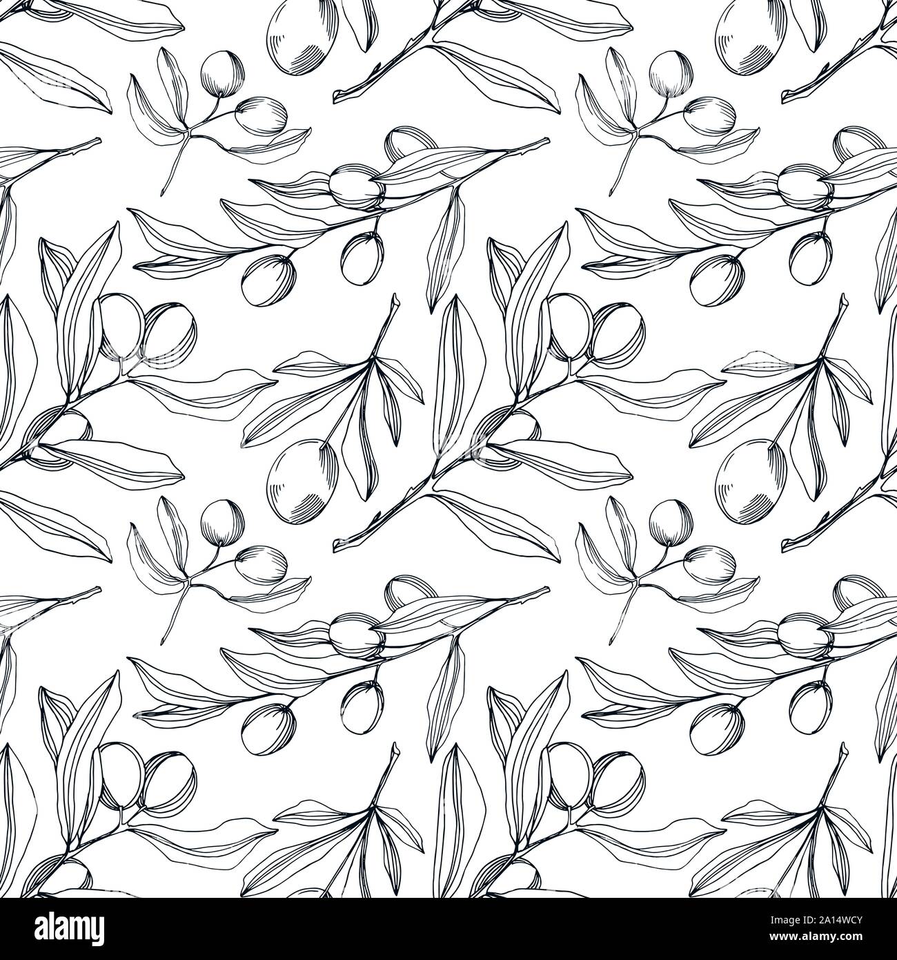 Vector Olive branch with fruit. Black and white engraved ink art ...