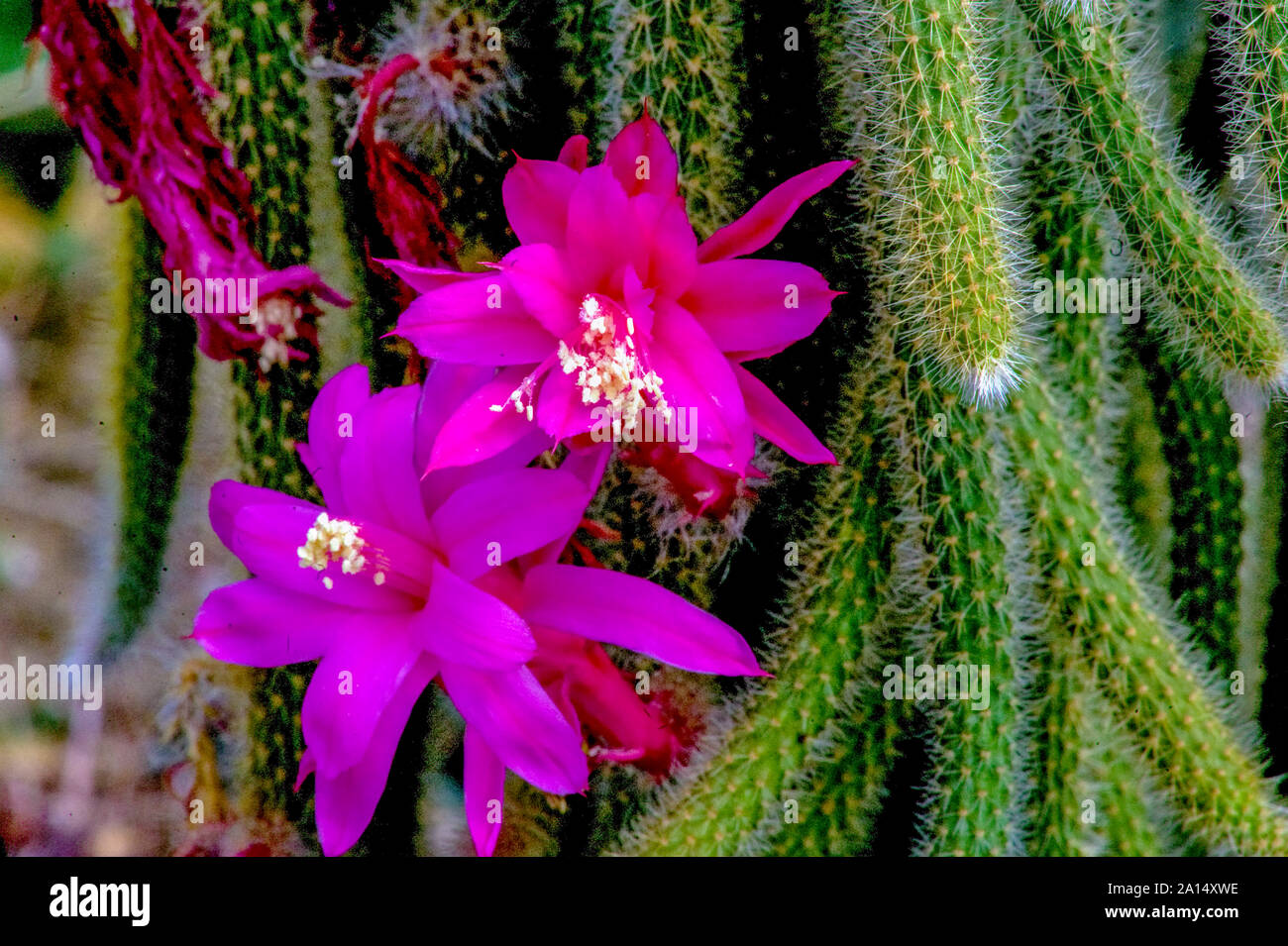 Cactii,Disocactus,flgelliformis,originated,in,Mexico,slender,cylindrical,creeping,or,pendent stems, presently,cultivated,in,Kalimpong,West Bengal,Indi Stock Photo