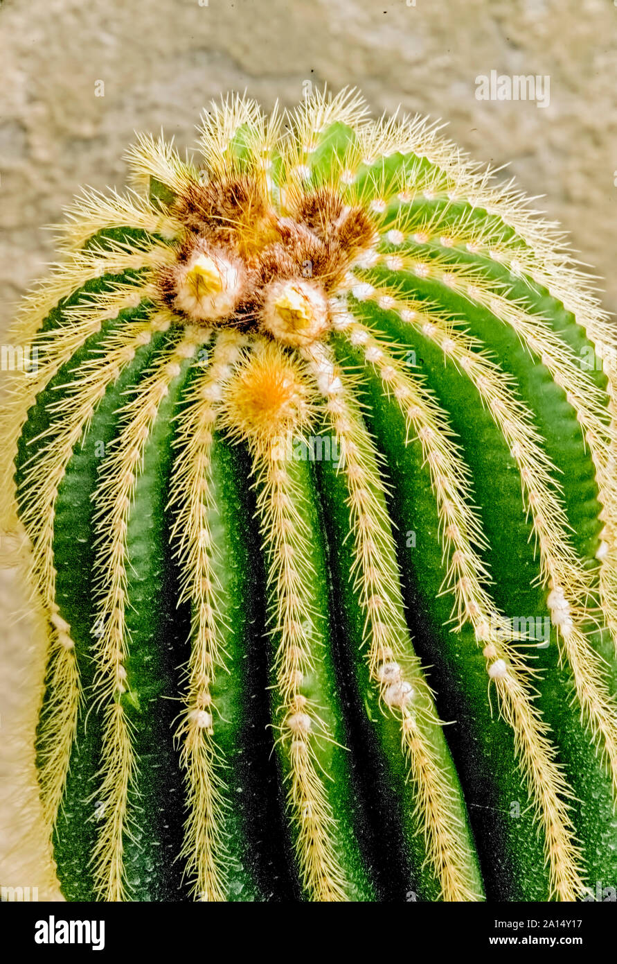 Cactus-Parodia- leninghausii,belongs to,Notocactus,growing,much,better,in full Sun,grows ,in,Kalimpong,West Bengal,India. Stock Photo