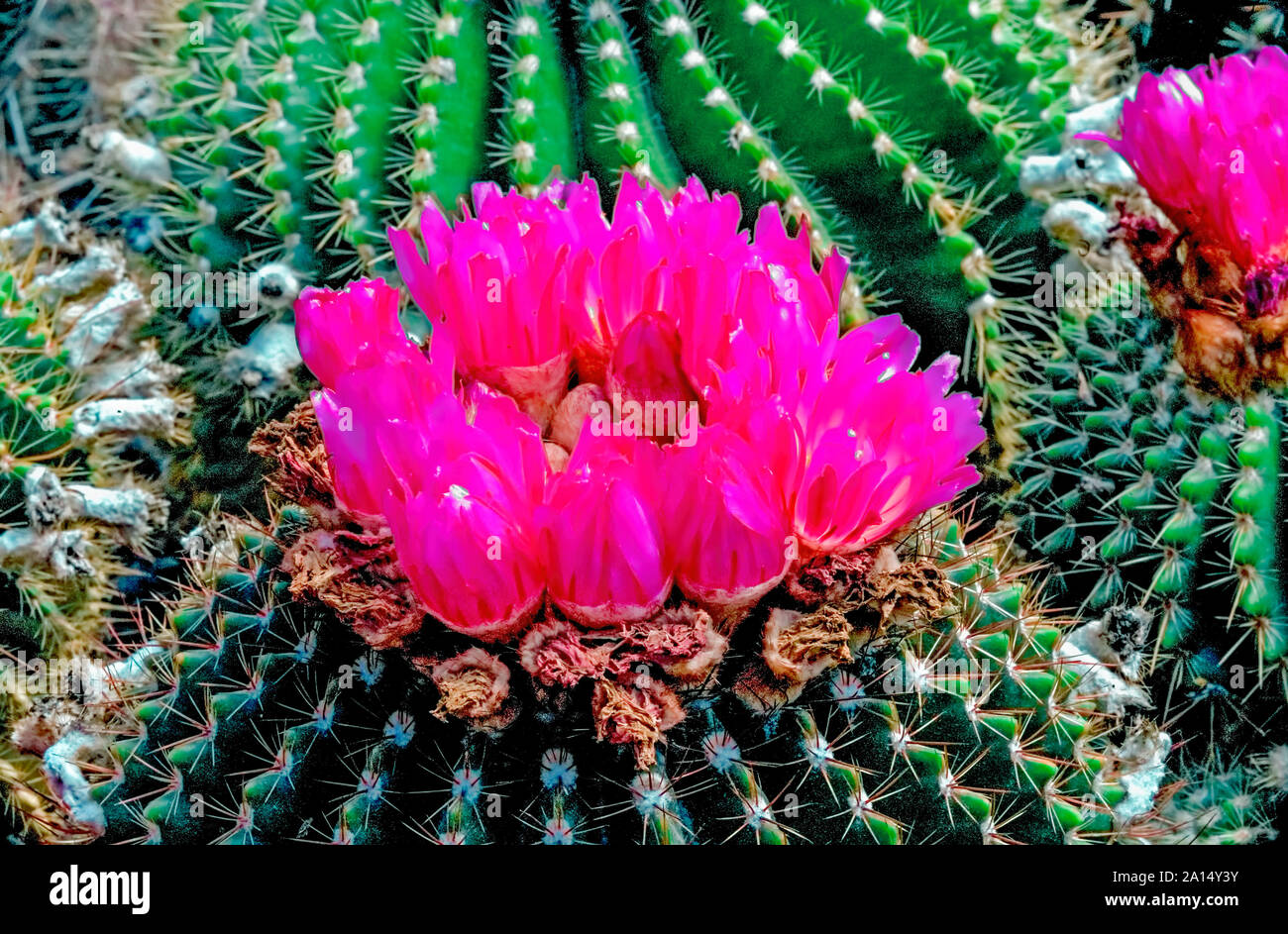 Cactus,Rebutia,miniscula,origin, Argentina,cultivated,in,Kalimpong,West Bengal,India, Stock Photo