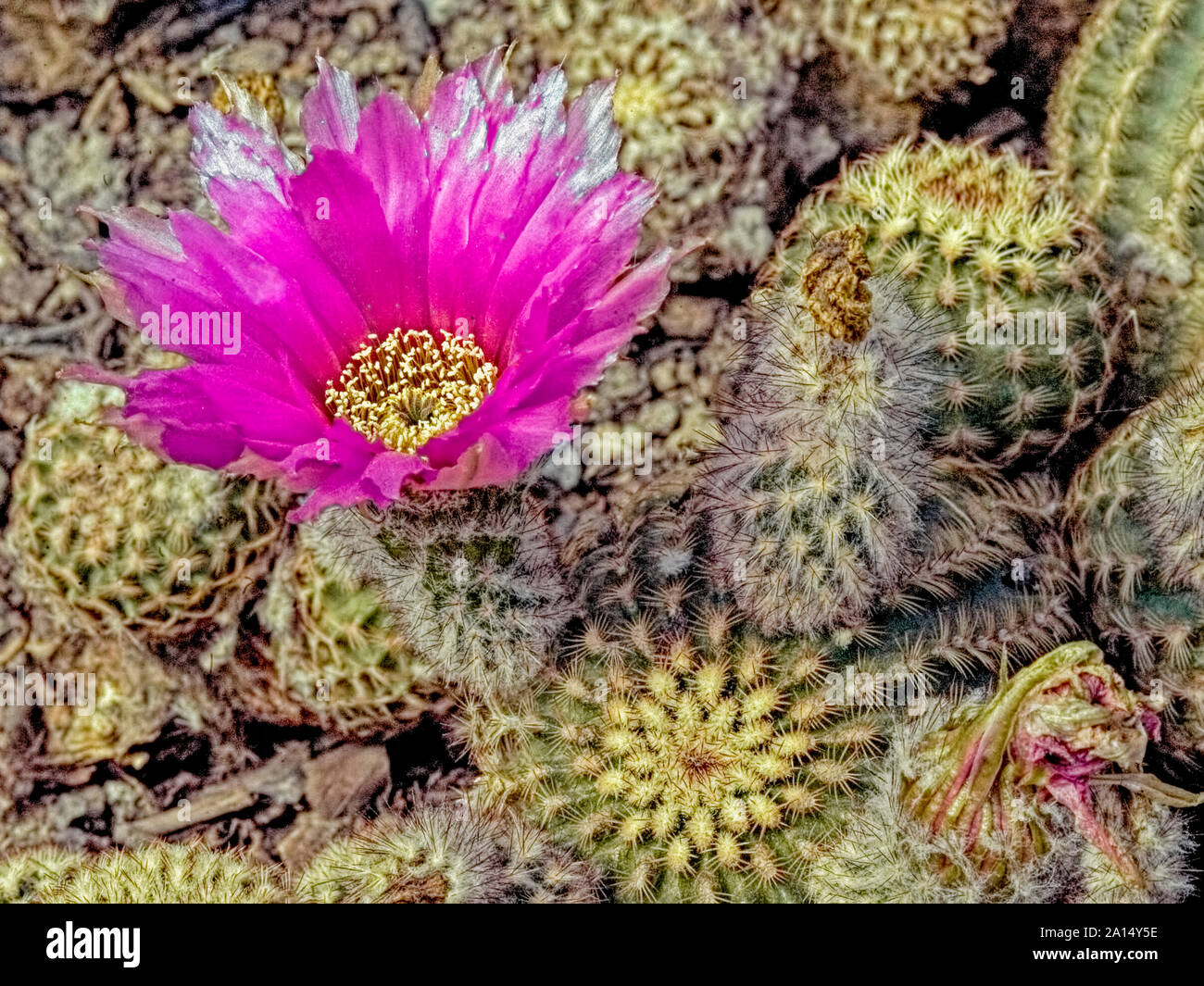 Cactus,Rainbow,Echinocereus pelicanatus,flower,petals,shimmering,pink,stamens,yellow,origin,Mexico,cultivated,in,Kalimpong, West Bengal,India. Stock Photo