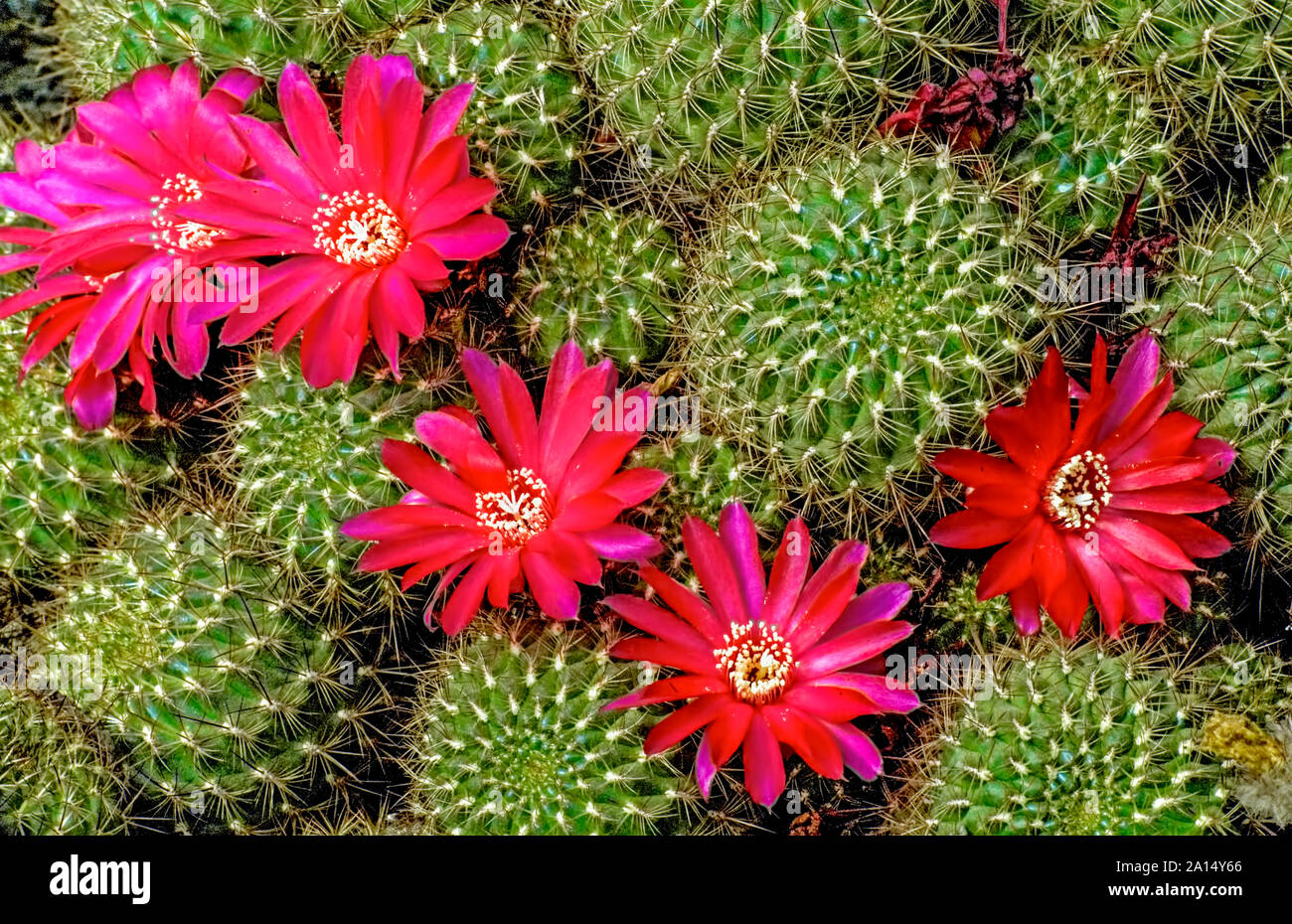 Cactus,Rebutia canigueralli,spiralled ,ribs,tuberculate,purple,colour,flower,origin,Argentina,cultivated,in,Kalimpong,India, Stock Photo