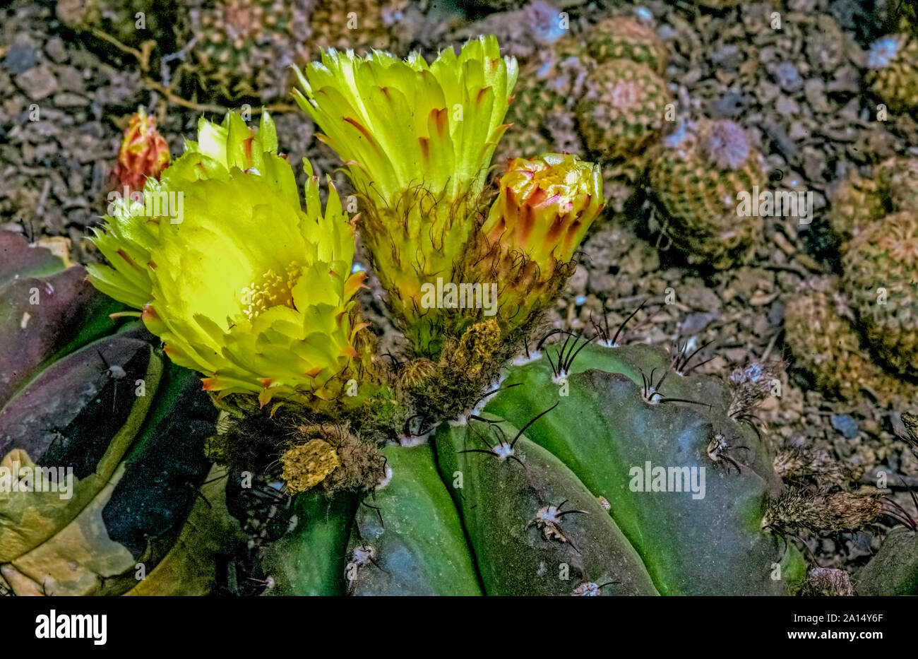 Cactus,Parodia magnifica,radial ,spines,bright,golden ,flowers,during,summer,origin,Brazil,cultivated at Kalimpong West Bengal.India. Stock Photo