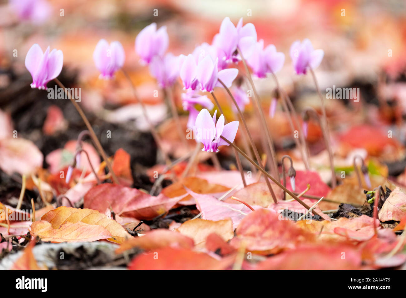 Pink flowering Cyclamen hederifolium, ivy-leaved cyclamen or sowbread growing through a bed of autumn leaves Stock Photo