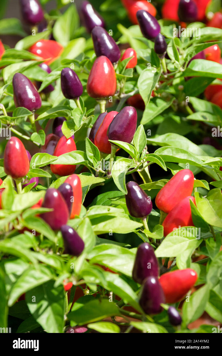 Ripe, colourful Chilli Pepper 'Loco' F1 Hybrid peppers growing on the bush. Capsicum annuum, Stock Photo