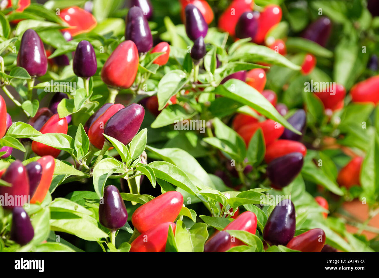 Ripe, colourful Chilli Pepper 'Loco' F1 Hybrid peppers growing on the bush. Capsicum annuum, Stock Photo