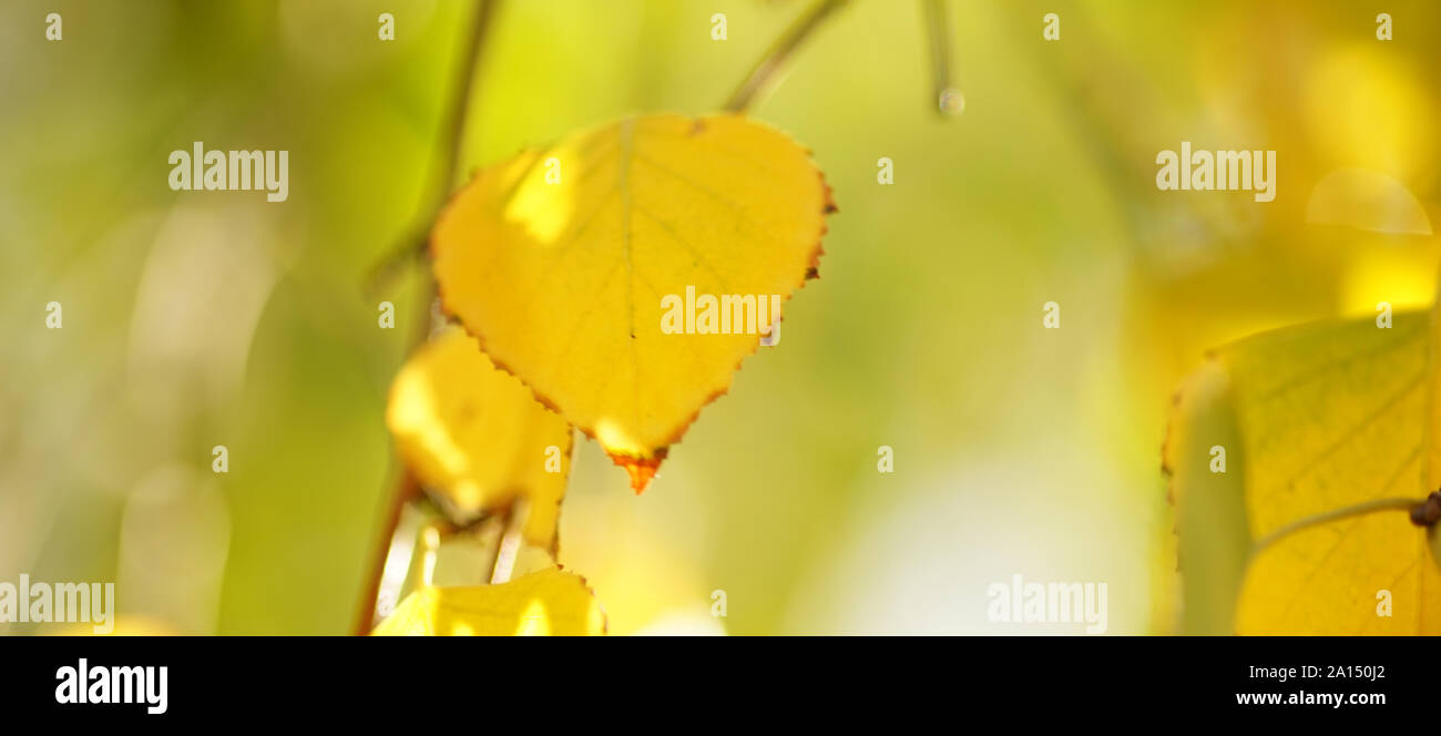 Birch tree leaves on the branches in autumn garden at sunny day Stock ...