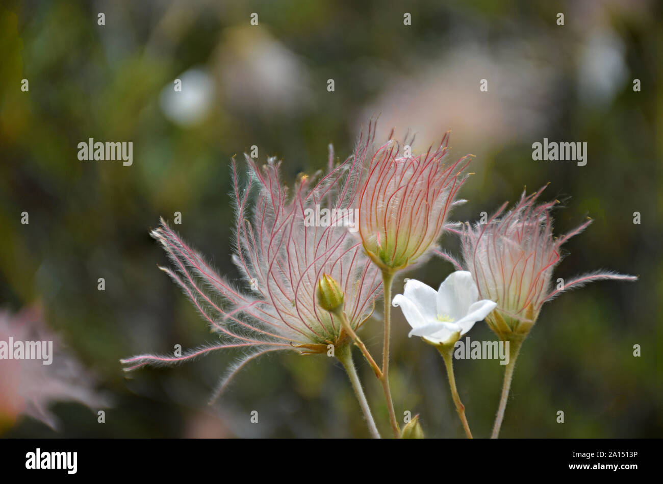 Apache Plume photographed in the arid desert of New Mexico Stock Photo