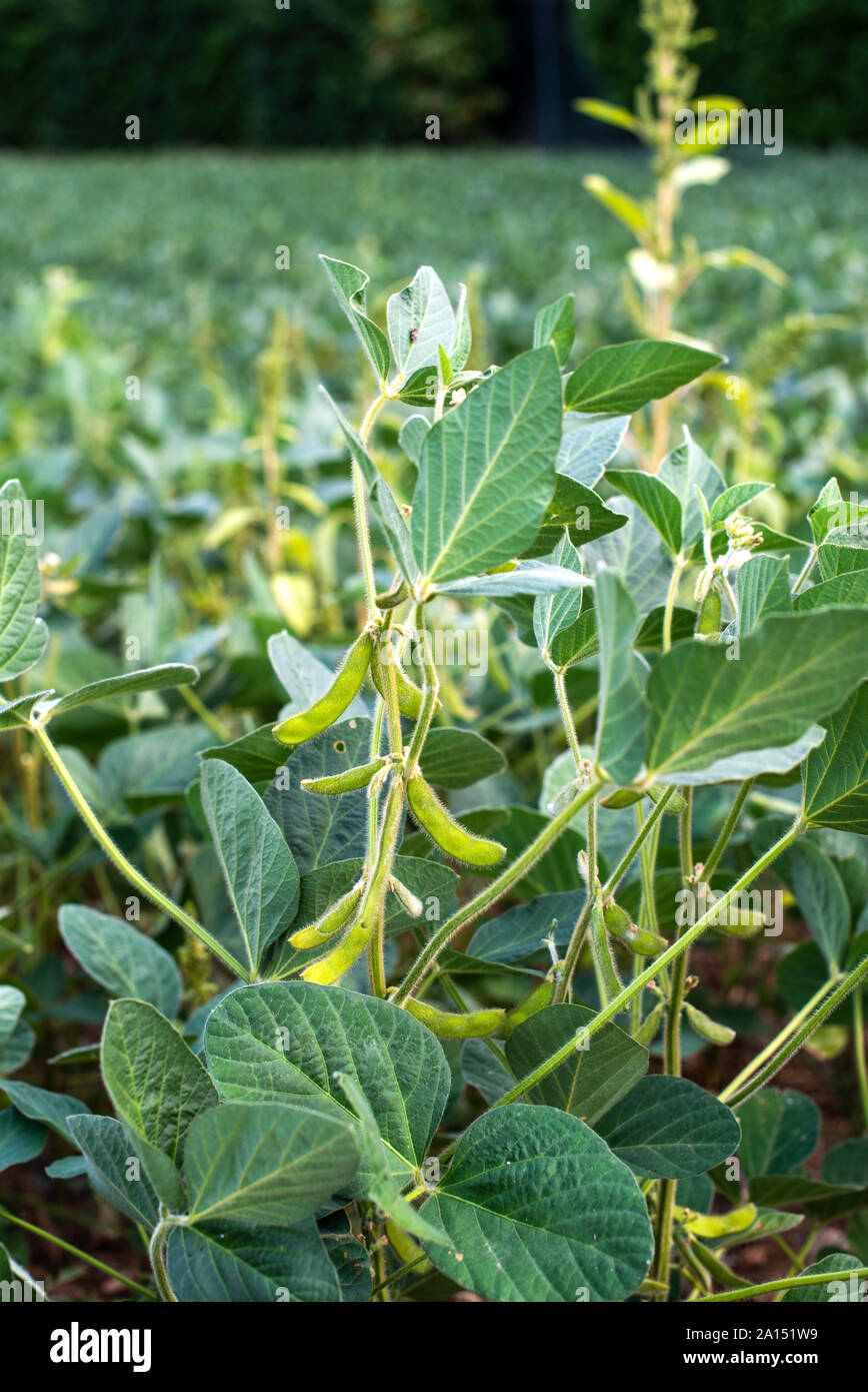 Edamame soybean plantation. Growing Edamame concept Stock Photo Alamy