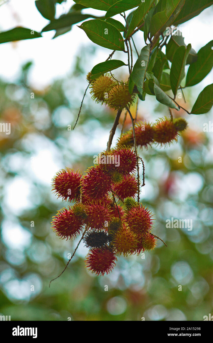 Rambutan fruits in a garden Stock Photo - Alamy
