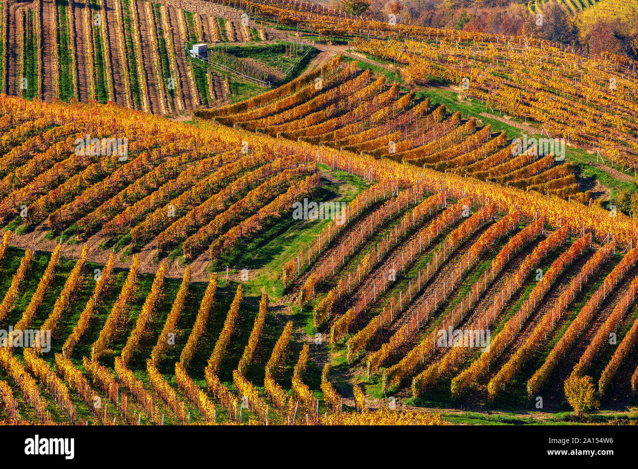 View of colorful autumnal vineyards on the hills of Langhe region in Piedmont, Northern Italy. Stock Photo