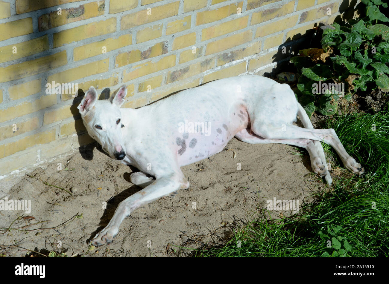 White podenco dog dazing in the sun with a yellow brick wall as background. Stock Photo