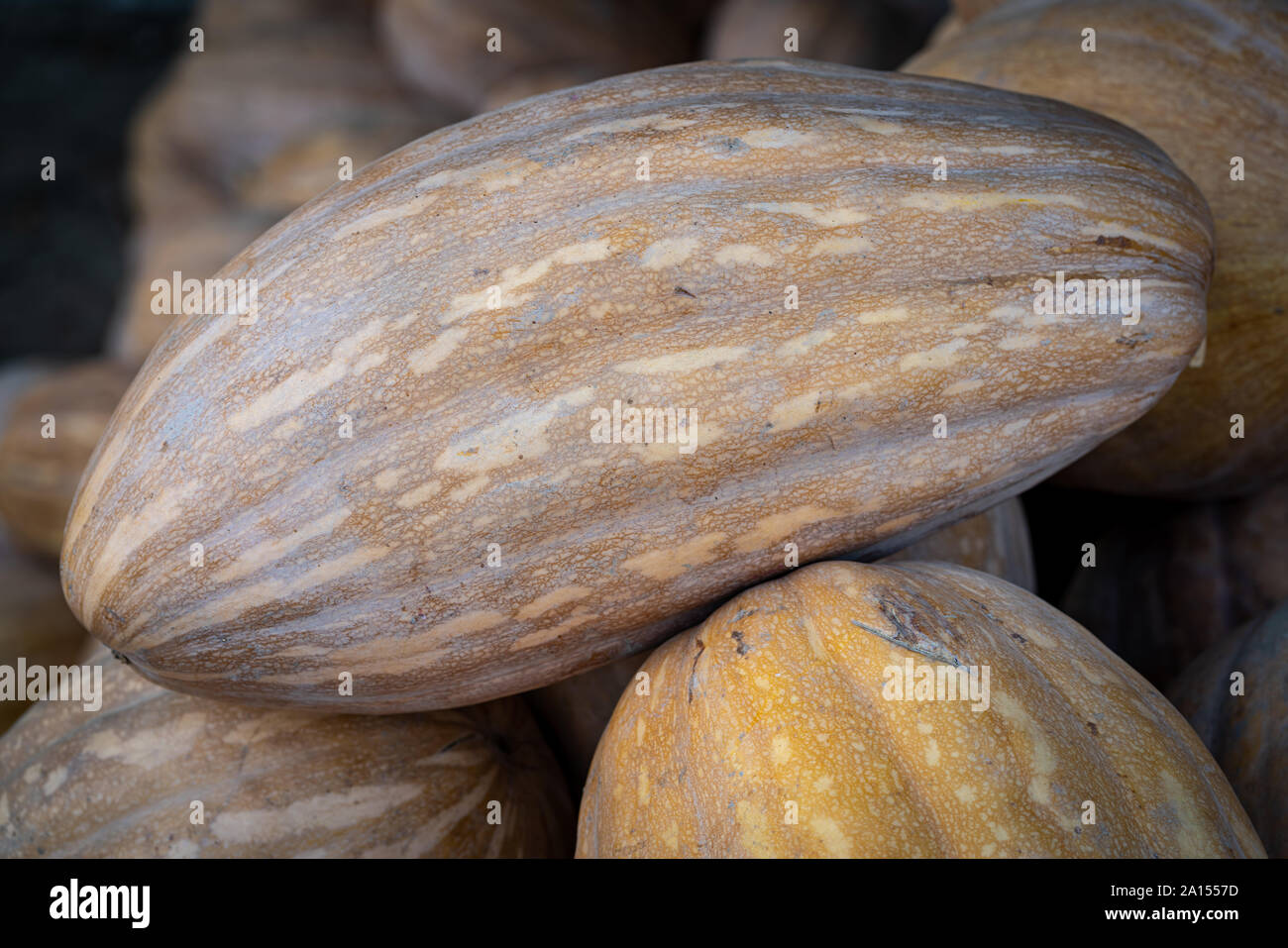 Close up of oval shaped pumpkin Stock Photo