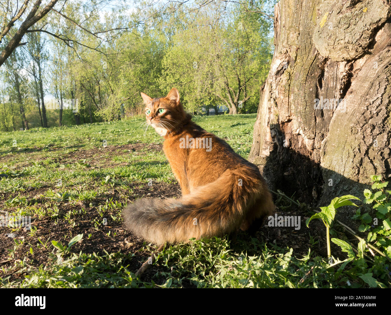 fluffy red cat with green eyes (Somali breed) walks on green grass Stock Photo