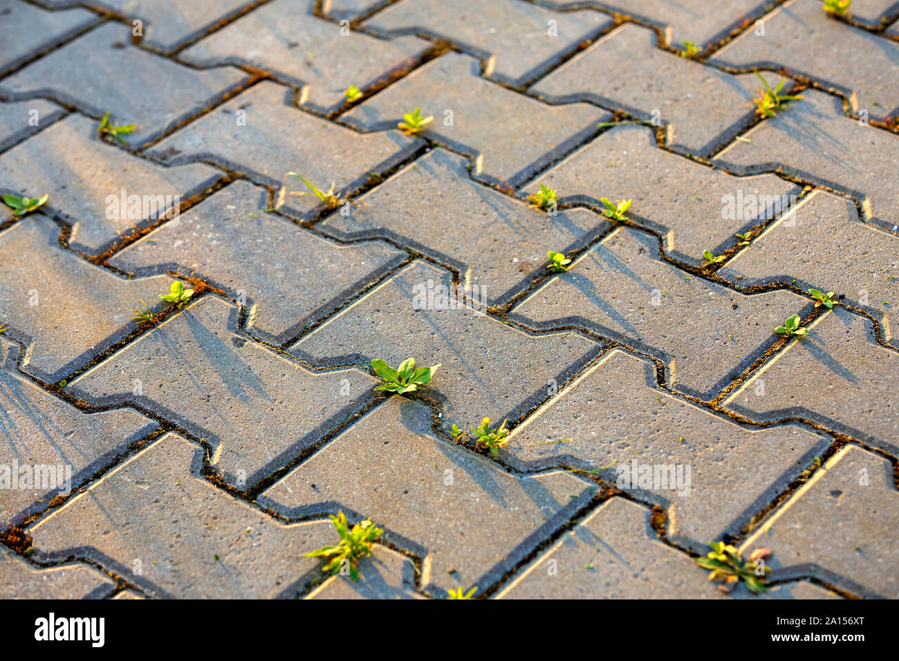 Weed plants growing between concrete pavement bricks Stock Photo Alamy