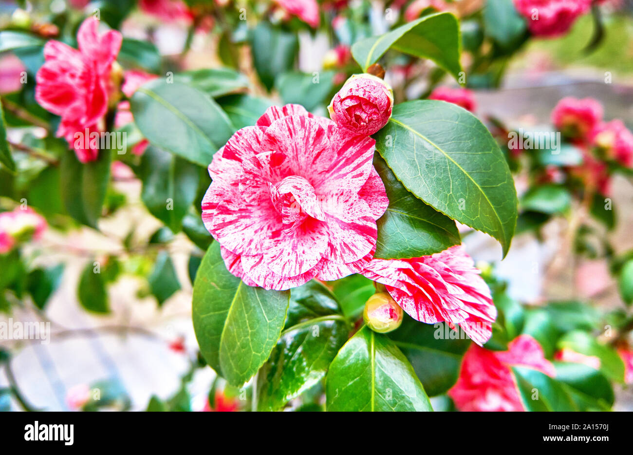 Sasanqua Camellia japonica with red and pink flowers. Common camellia the rose of winter. Stock Photo