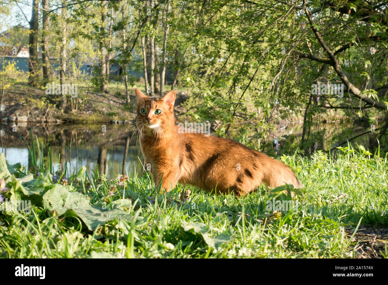 fluffy red cat with green eyes (Somali breed) walks on green grass on the river bank Stock Photo