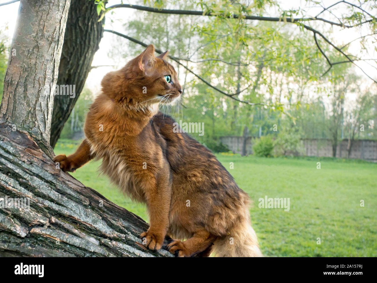 fluffy red cat with green eyes (breed Somali)  on an inclined tree trunk in a park Stock Photo