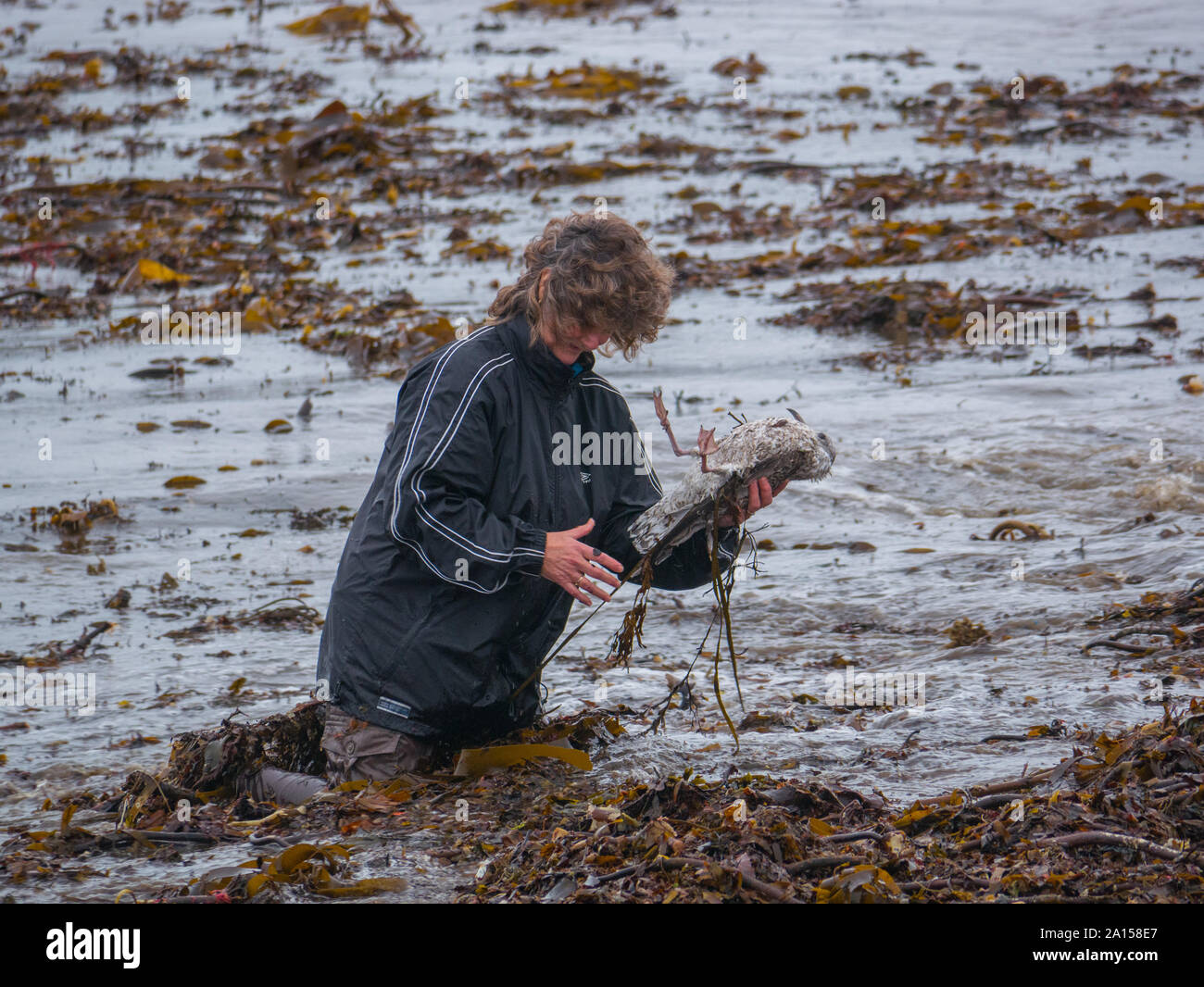 A woman rescuing a seagulll caught in weed in the sea Stock Photo