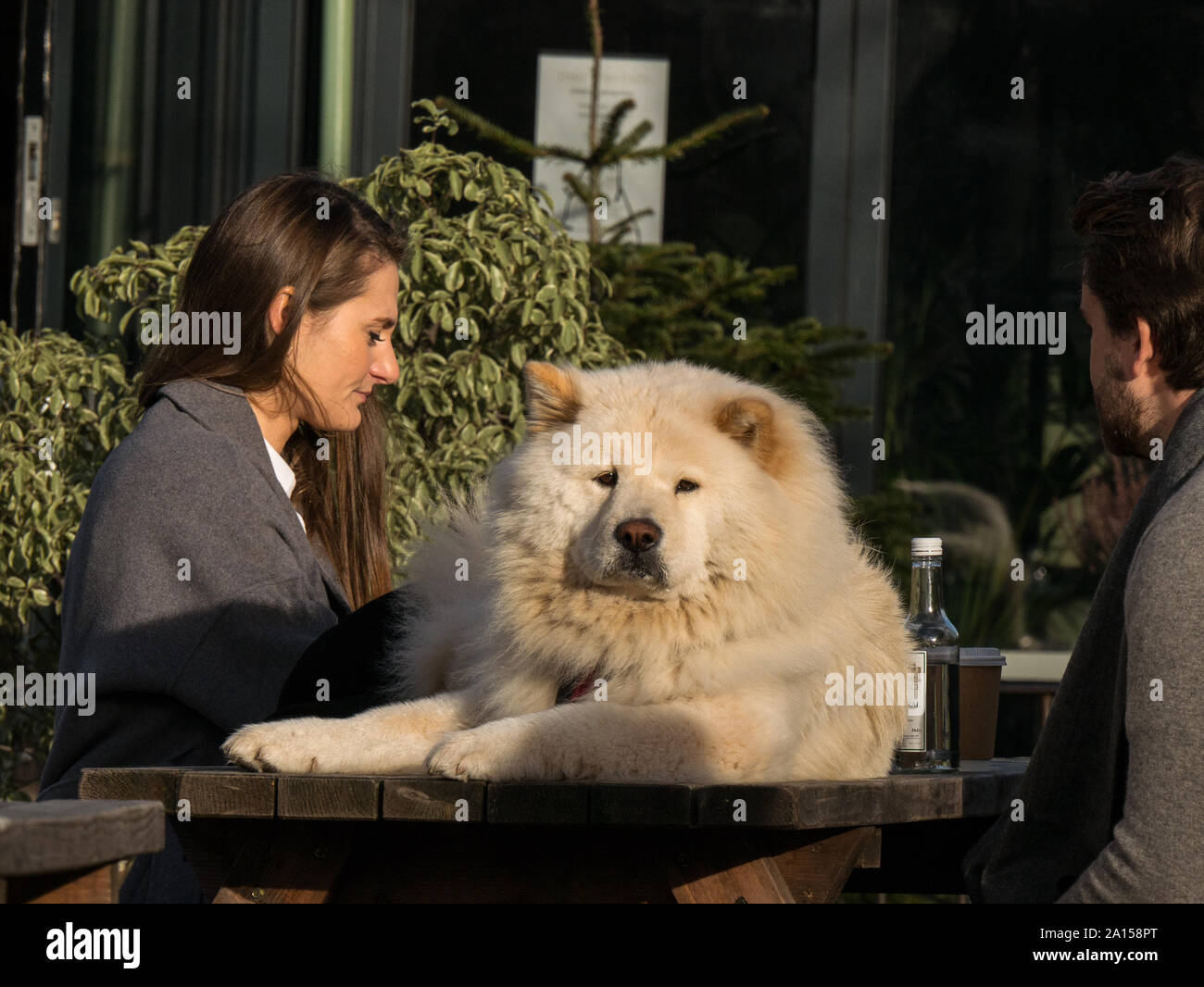 A man and woman having drinks outside in Kingswear, Devon, UK with a large dog on the table Stock Photo