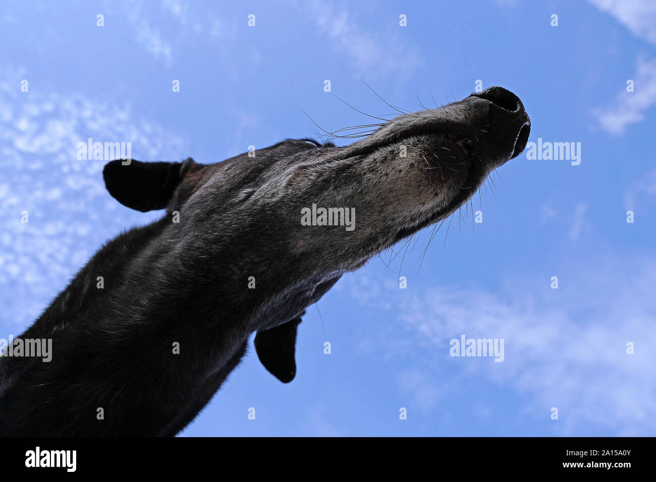 Pedigree greyhound hires stock photography and images Alamy