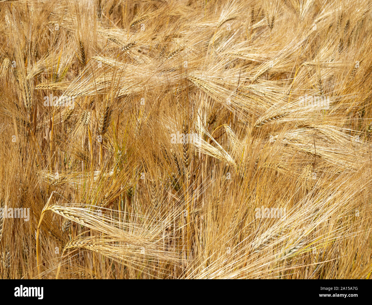 A close uo of a field of golden barley ripe and ready for harvest Stock Photo