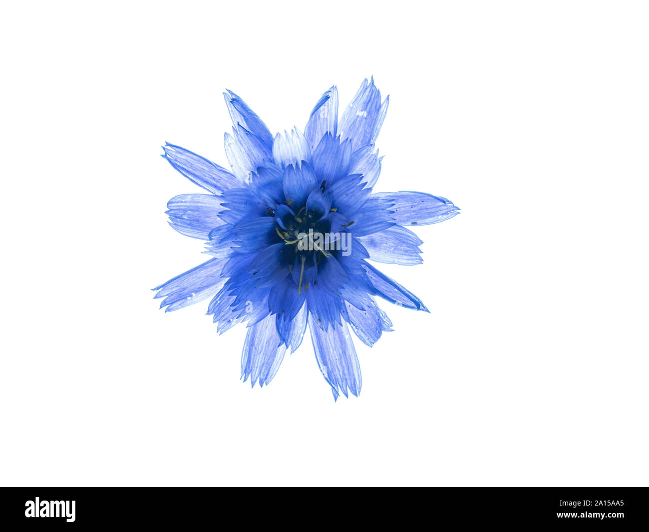 A single blue cornflower backlit against a white background Stock Photo