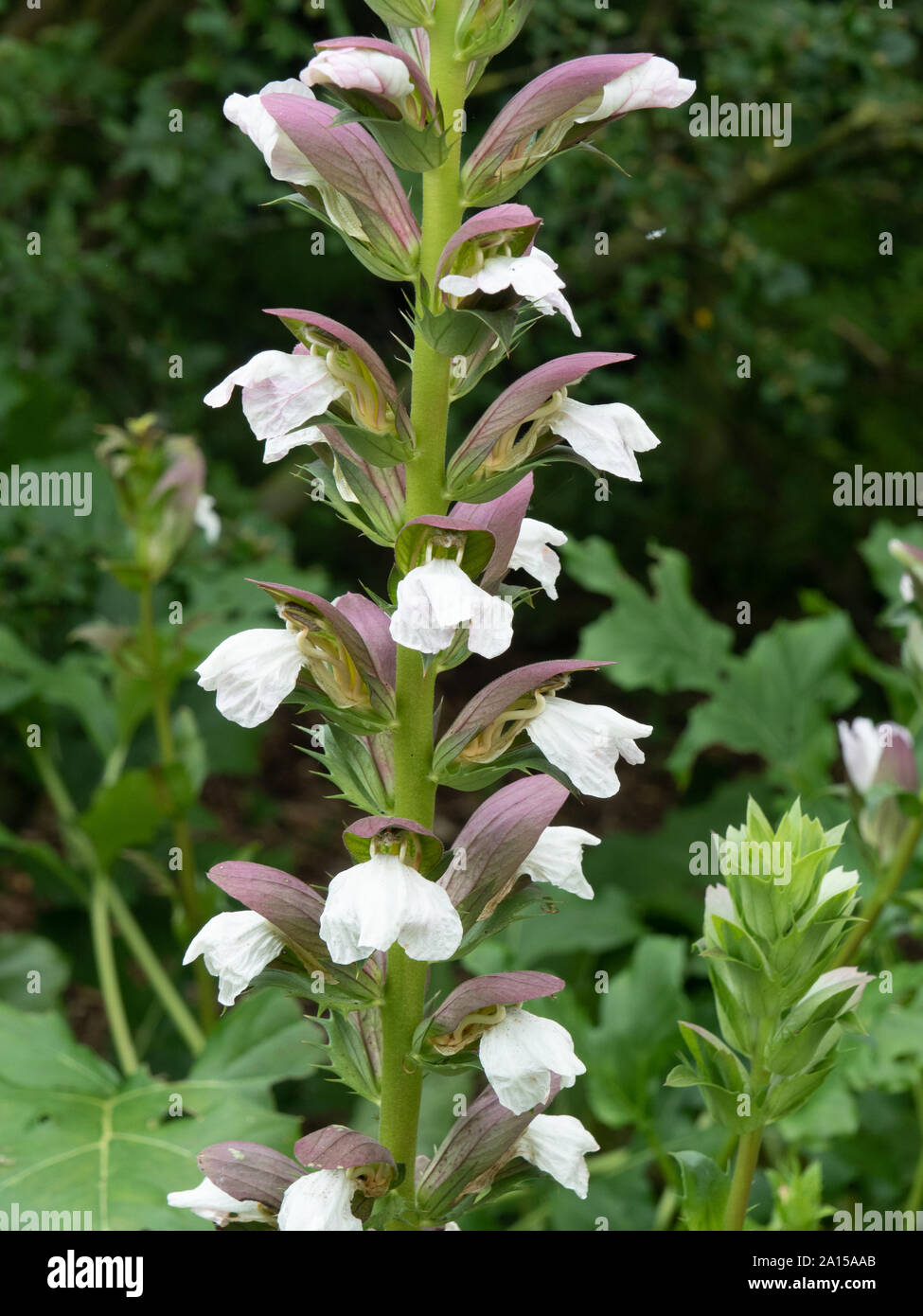 A close up of a section of the flower spike of Acanthus mollis Stock Photo