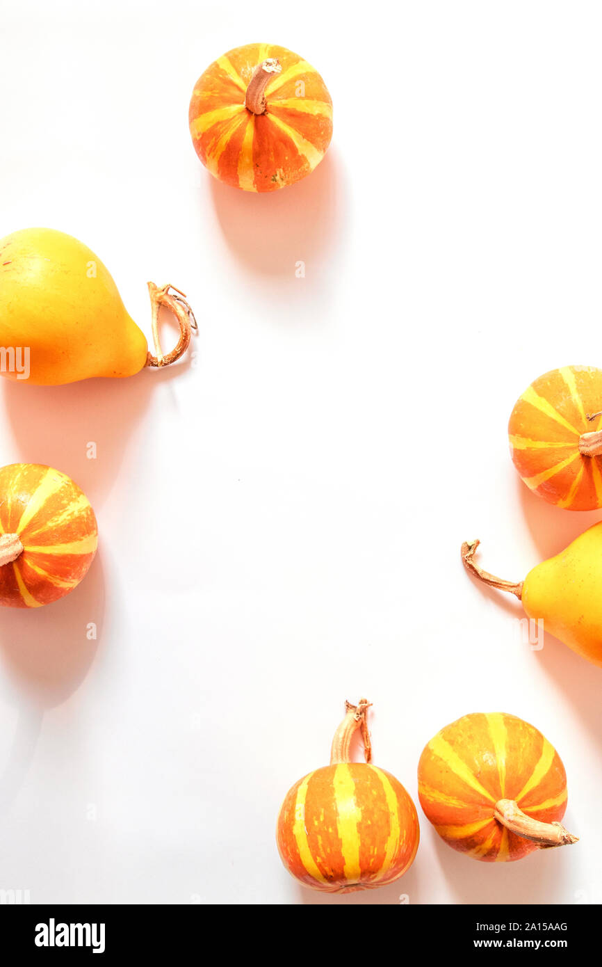 Trendy Halloween concept. Small decor of pumpkins with ponytails on a white background. Empty space for your text. Stock Photo