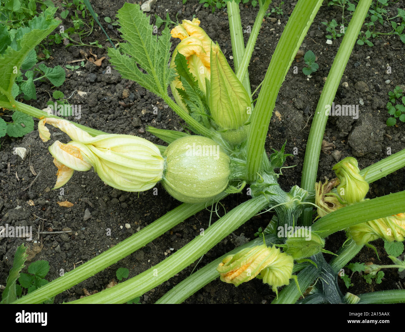 A developing courgette of the unusual round variety Tondo di Piacenza Stock Photo