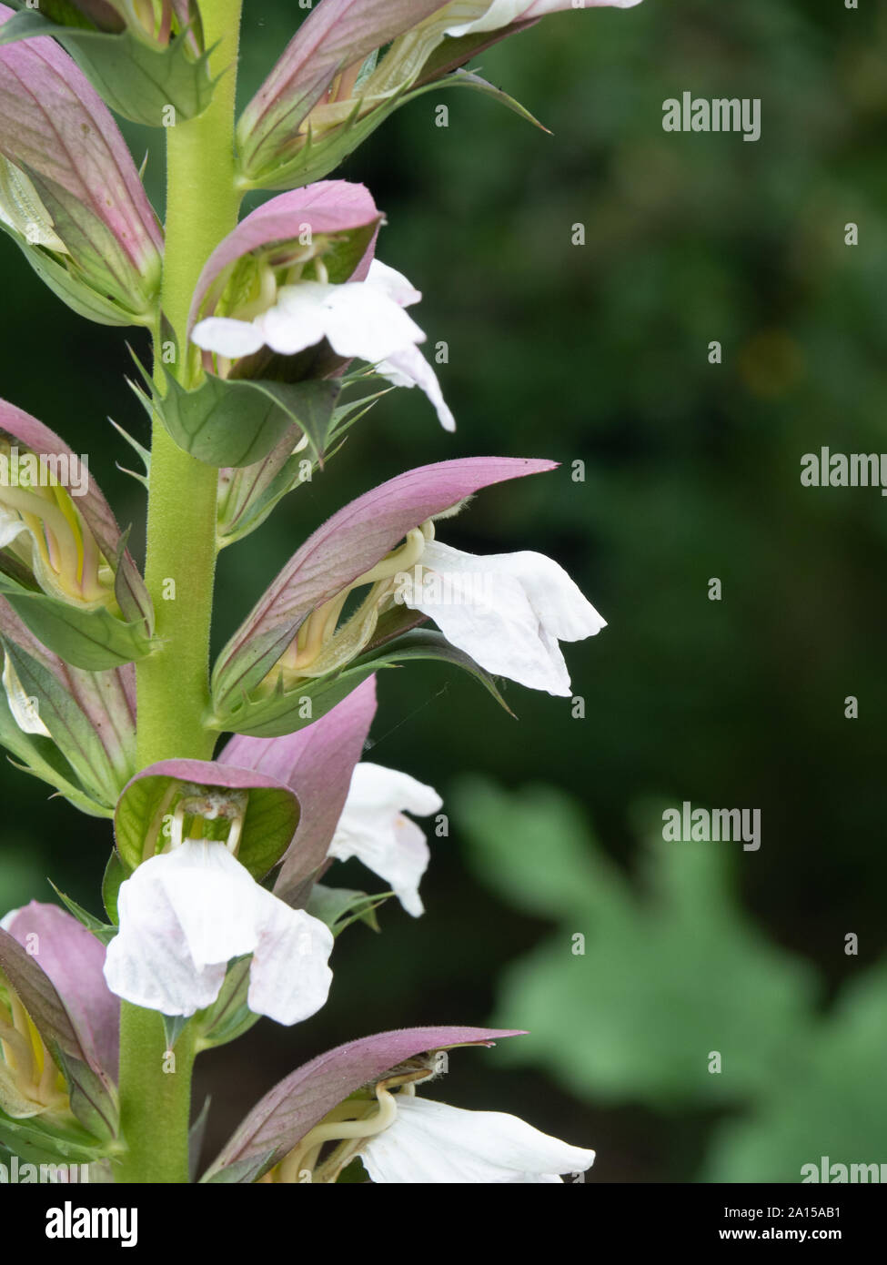 A close up of a group of florets of Acanthus Mollis Stock Photo