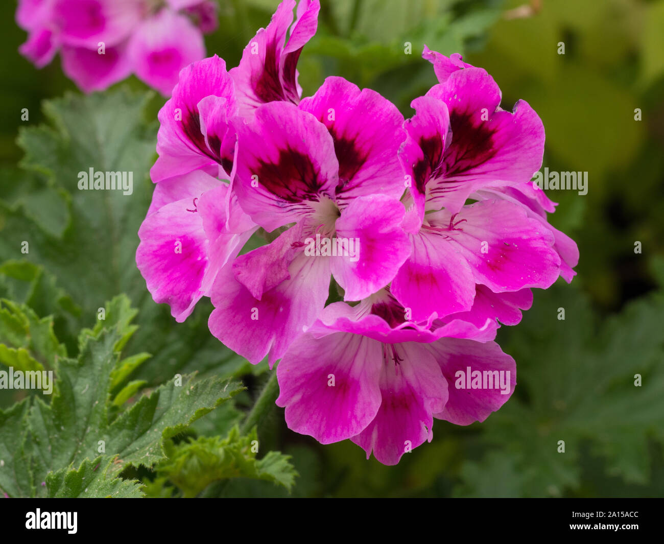 A close up of the flowers of Geranium Orsett Stock Photo