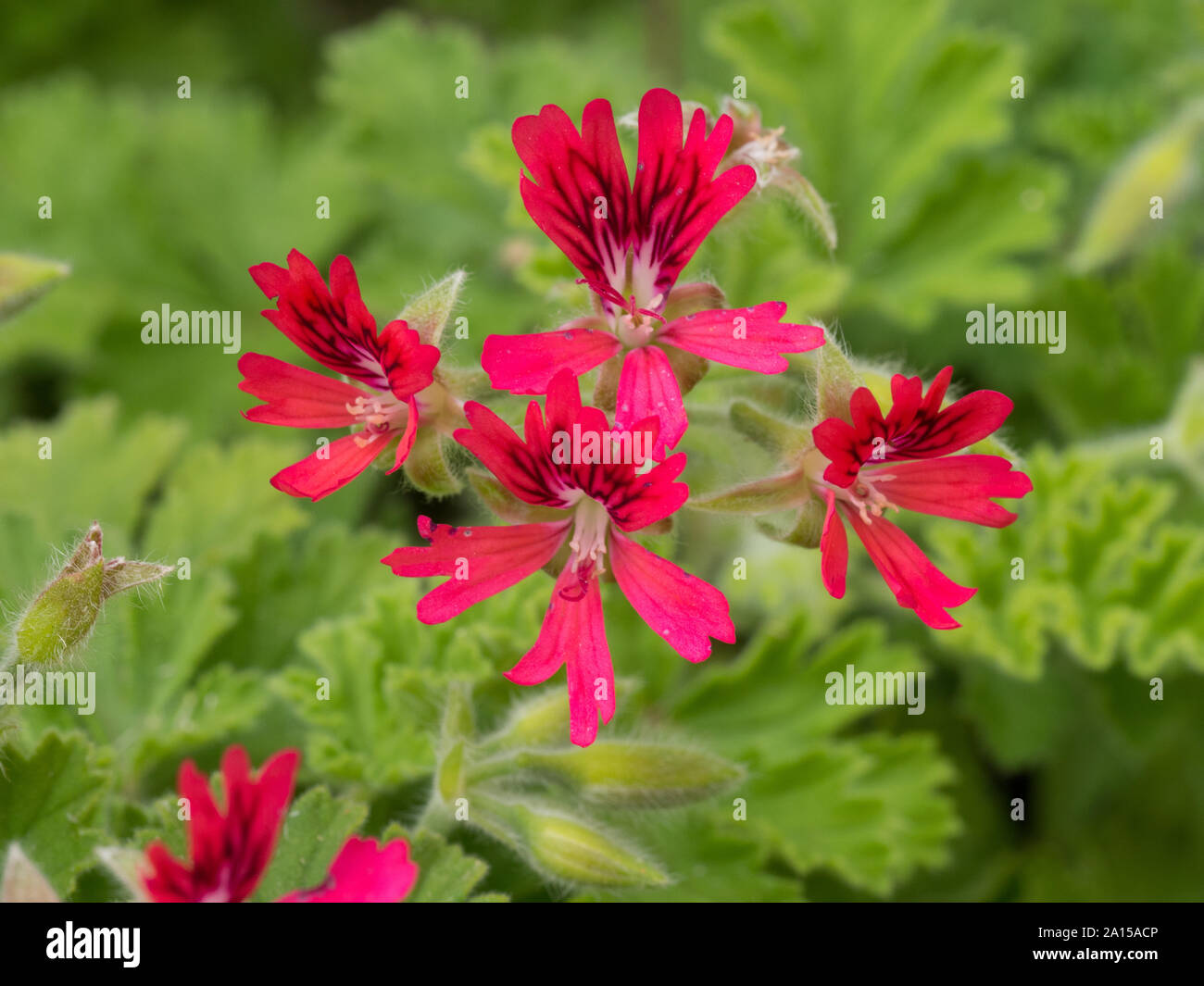 A close up of the flowers of the scented geranium Shottesham Pet Stock Photo
