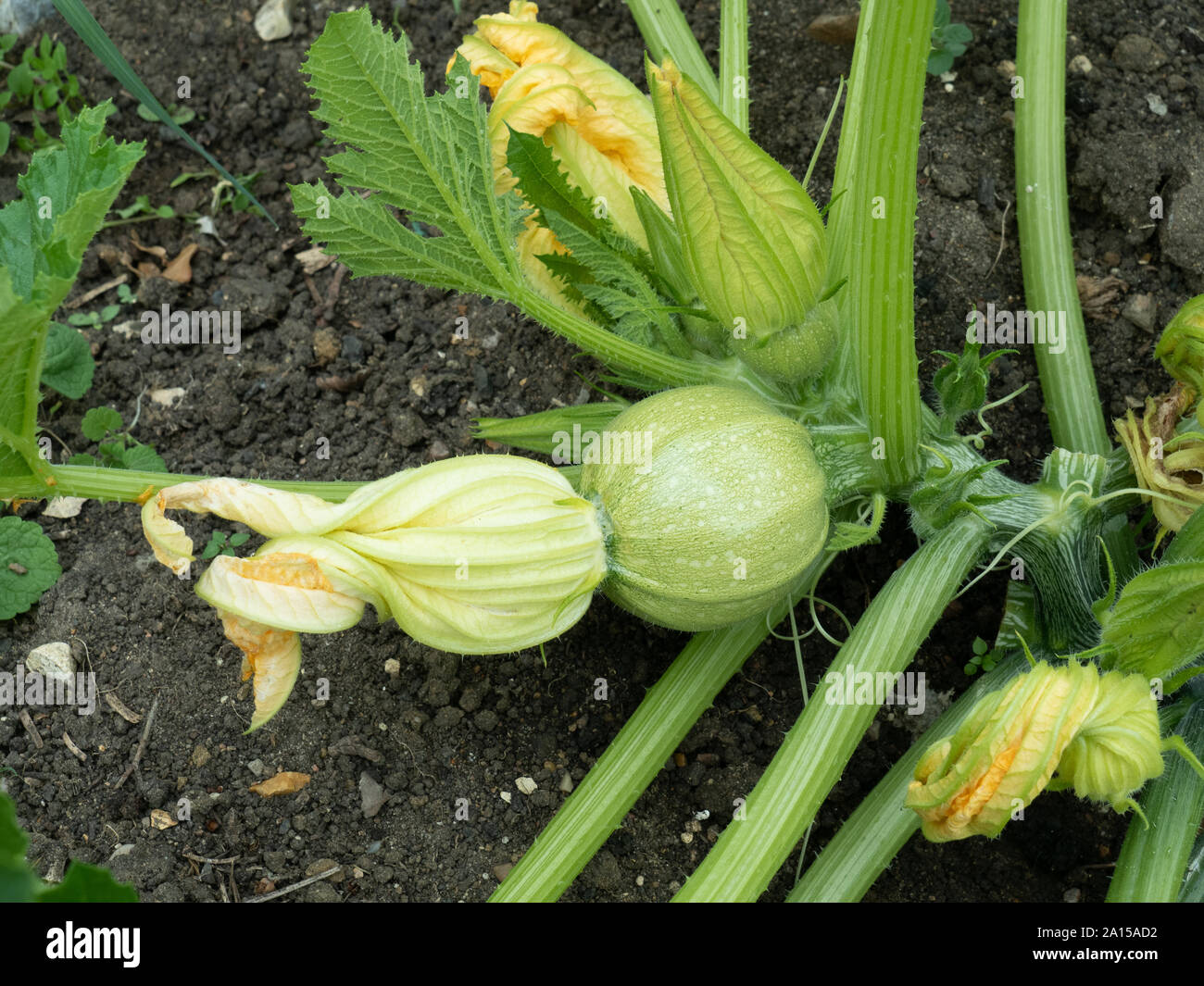 A developing courgette of the unusual round variety Tondo di Piacenza Stock Photo