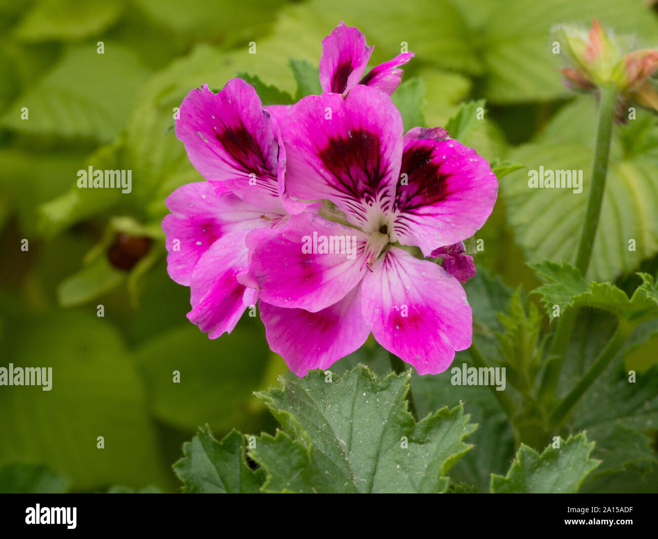 A close up of the flowers of Geranium Orsett Stock Photo