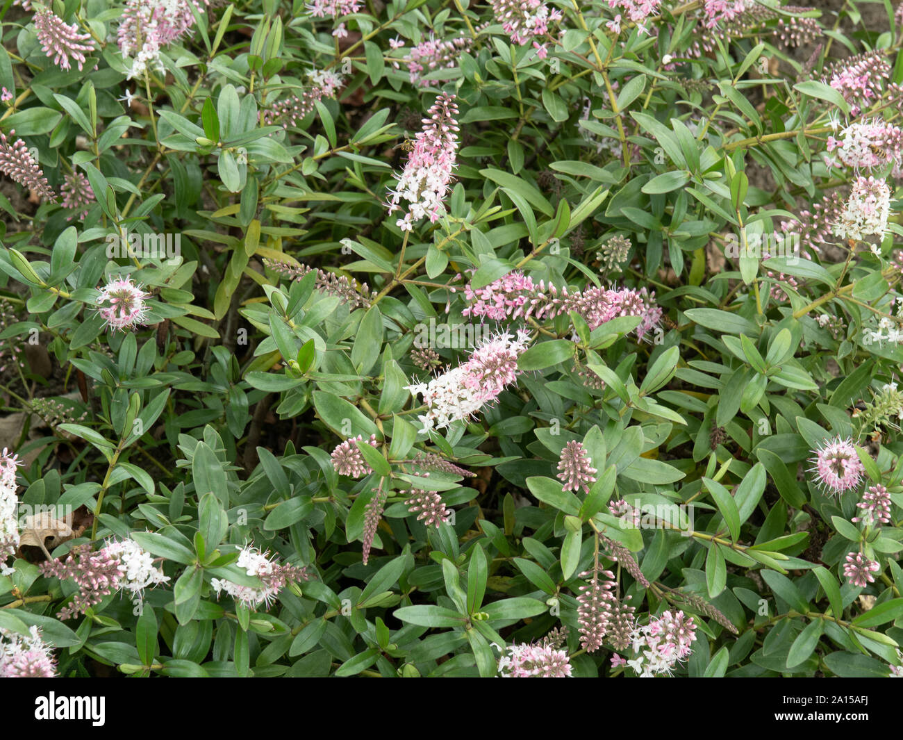 A flowering plant of Hebe Nicola's Blush showing the pale pink flowers which fade to white Stock Photo